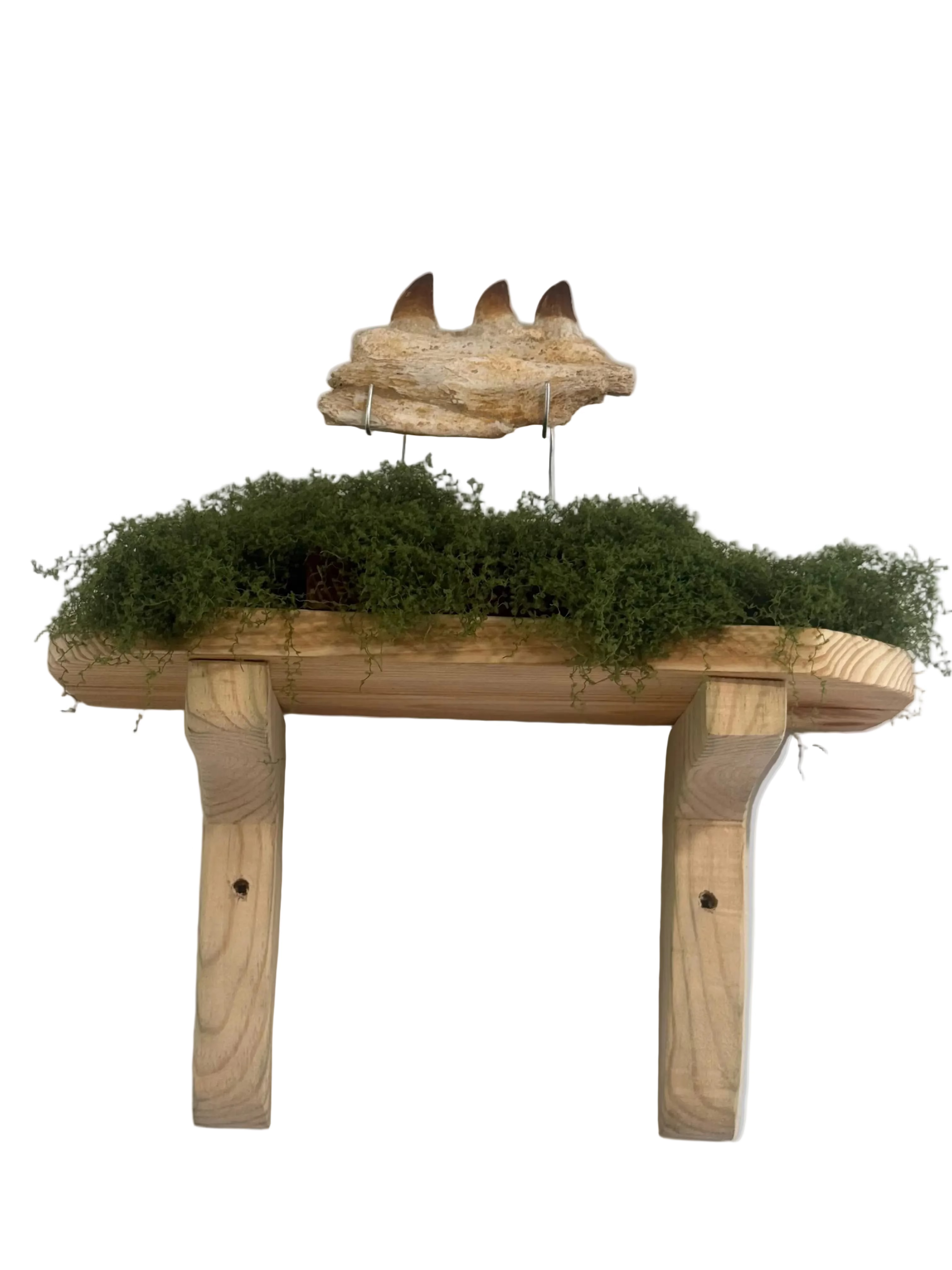 Wooden shelf with plants and a decorative element on a white wall